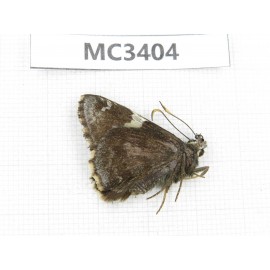 Lobocla bifasciata. China, Shaanxi, Ankang, Ningshan county. 1M. MC3404.