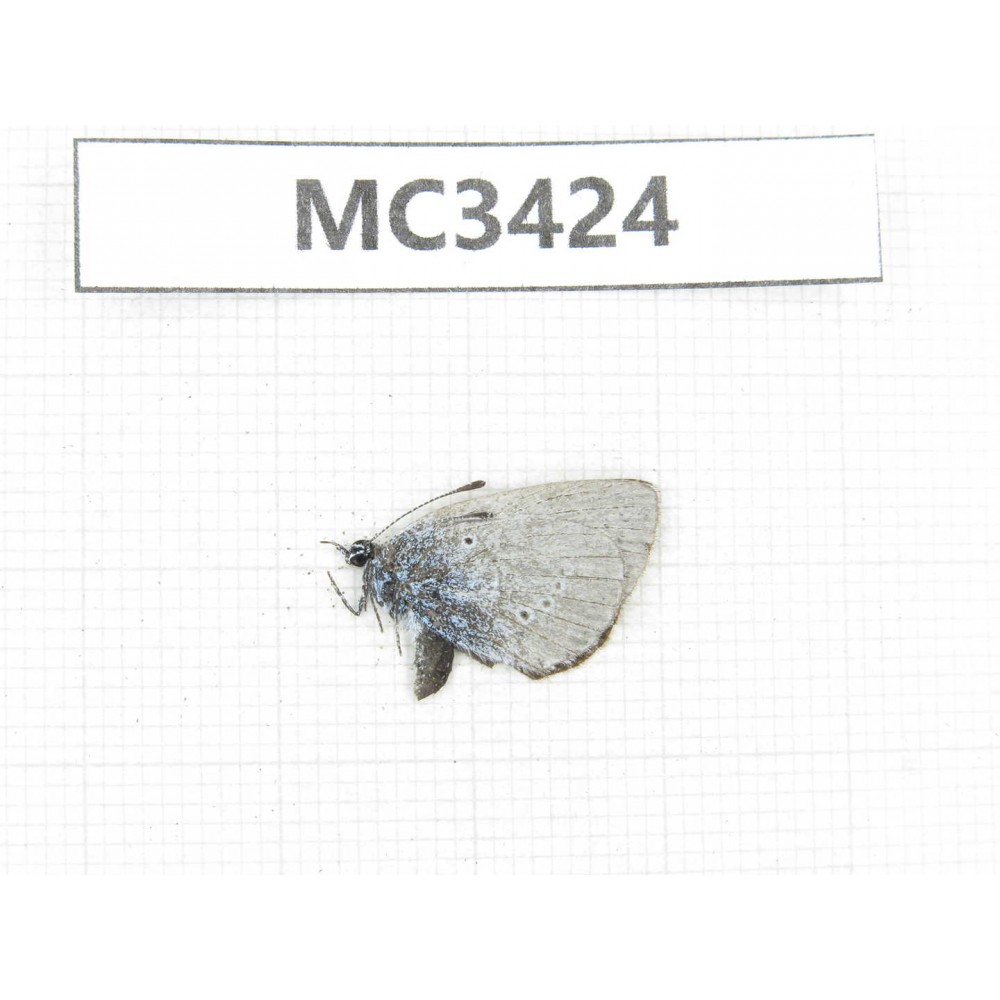 Lycanidae sp. China, W Sichuan, Ganzi area, Kangding. 1M. MC3424.