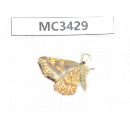 Day flying moths sp. China, W Sichuan, Ganzi area, Kangding. 1Pcs. MC3429.