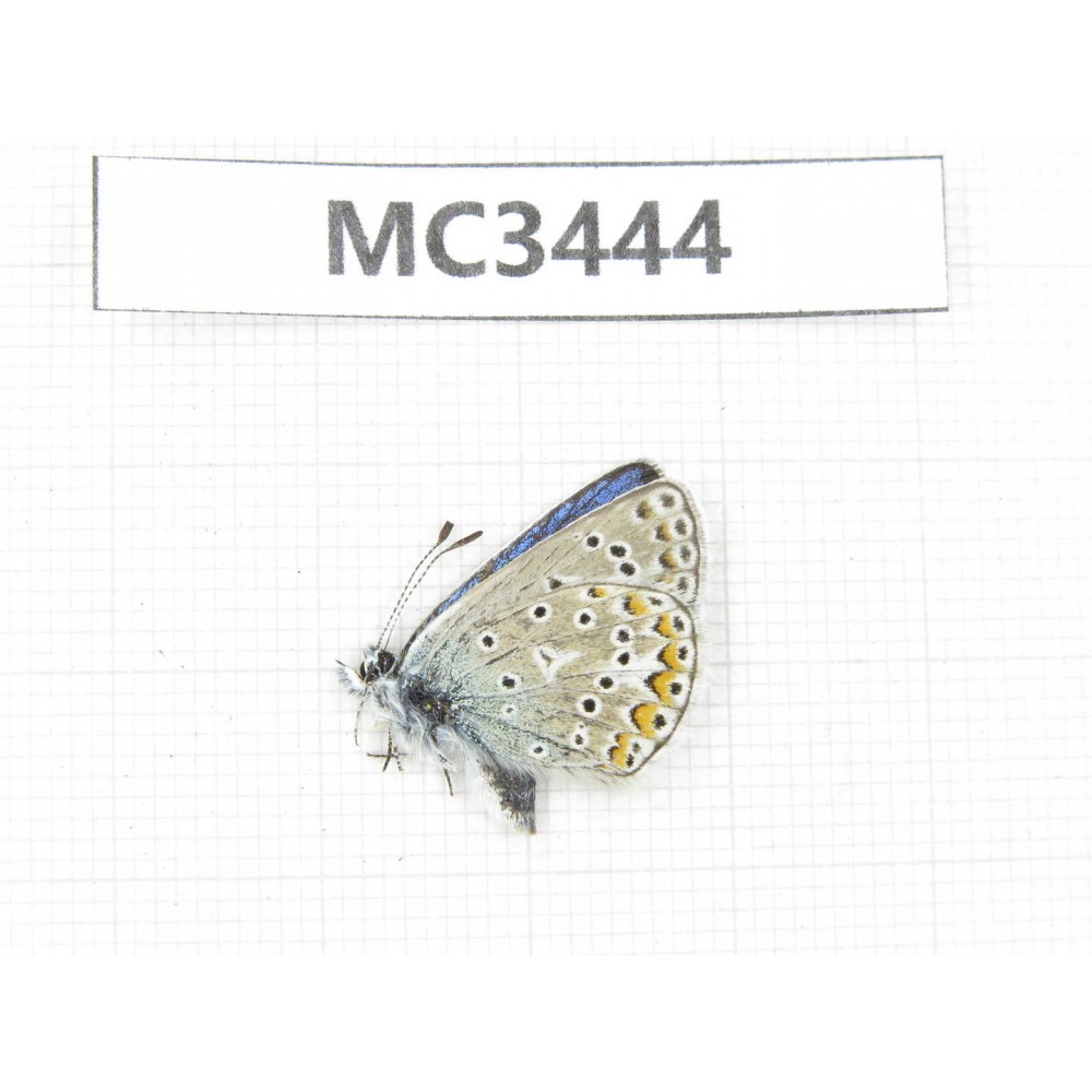 Polyommatus eros. China, Sichuan, Ganzi area, Ganzi county. 1M. MC3444.