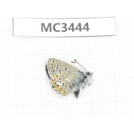 Polyommatus eros. China, Sichuan, Ganzi area, Ganzi county. 1M. MC3444.