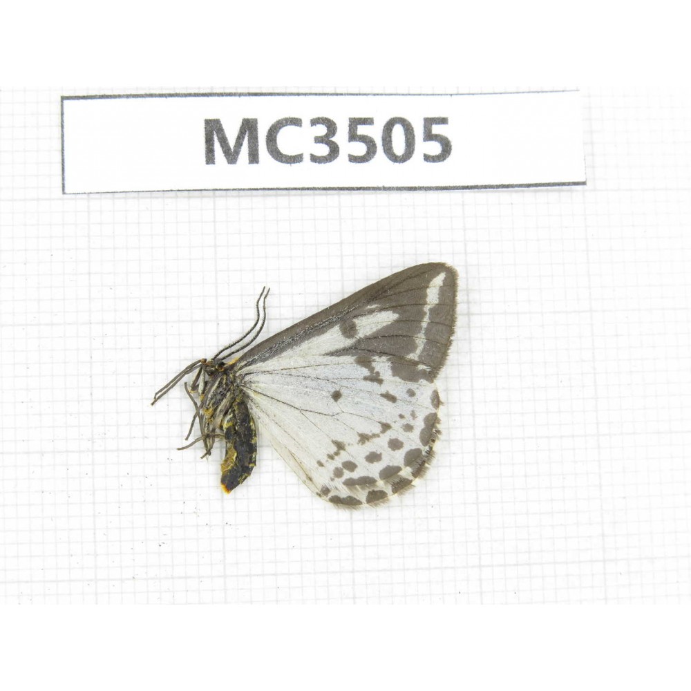 Day flying moths sp. China, Tibet, Qamdo area, W of Jiangda county. 1Pcs. MC3505.