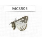 Day flying moths sp. China, Tibet, Qamdo area, W of Jiangda county. 1Pcs. MC3505.
