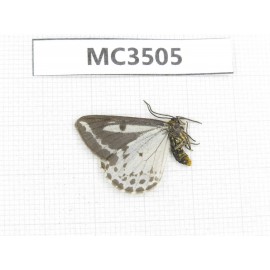 Day flying moths sp. China, Tibet, Qamdo area, W of Jiangda county. 1Pcs. MC3505.