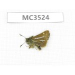 Thoressa bivitta. China, Yunnan, Xiangerila, Mt.Daxueshan. 1M. MC3524.