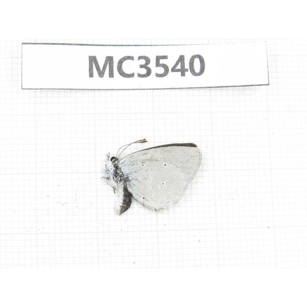 Glaucopsyche lycormas. China, Qinghai, Haibei, Menyuan, Xianmi.1M. MC3540.