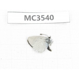 Glaucopsyche lycormas. China, Qinghai, Haibei, Menyuan, Xianmi.1M. MC3540.