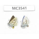 Albulina orbitula. China, Qinghai, Haibei, Menyuan, Xianmi.2M. MC3541.
