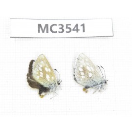 Albulina orbitula. China, Qinghai, Haibei, Menyuan, Xianmi.2M. MC3541.
