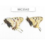 Sericinus montelus. China, Jiangsu, Xuzhou, Tongshan. 2M. MC3542.
