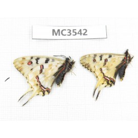 Sericinus montelus. China, Jiangsu, Xuzhou, Tongshan. 2M. MC3542.