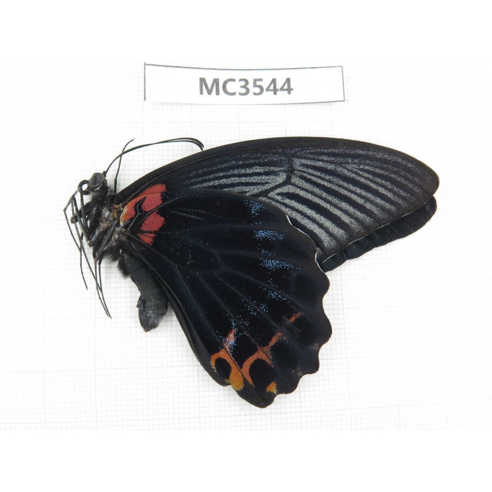 Papilio memnon ssp. China, Guizhou, Qiandongnan area, Rongjiang county. 1F. MC3544.