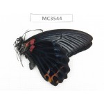 Papilio memnon ssp. China, Guizhou, Qiandongnan area, Rongjiang county. 1F. MC3544.