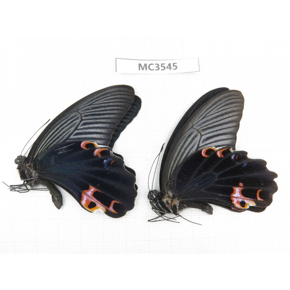 Papilio protenor ssp. China, Guizhou, Qiandongnan area, Rongjiang county. 2M. MC3545.