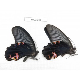 Papilio protenor ssp. China, Guizhou, Qiandongnan area, Rongjiang county. 2M. MC3545.