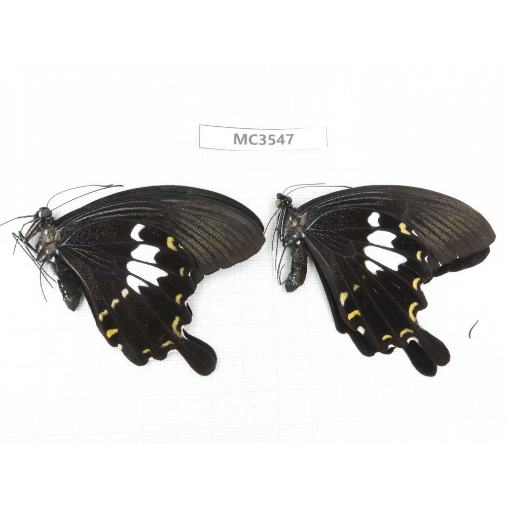 Papilio nephelus ssp. China, Guizhou, Qiandongnan area, Rongjiang county. 2M. MC3547.
