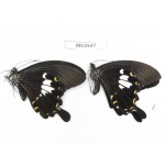 Papilio nephelus ssp. China, Guizhou, Qiandongnan area, Rongjiang county. 2M. MC3547.