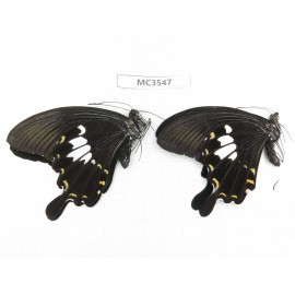 Papilio nephelus ssp. China, Guizhou, Qiandongnan area, Rongjiang county. 2M. MC3547.