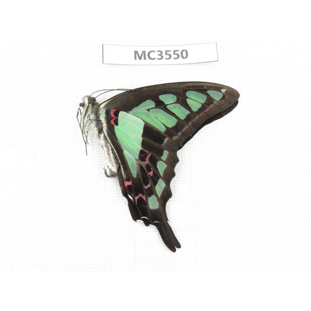Graphium cloanthus ssp. China, Guizhou, Qiandongnan, Rongjiang county. 1M. MC3550.