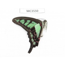 Graphium cloanthus ssp. China, Guizhou, Qiandongnan, Rongjiang county. 1M. MC3550.