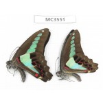Graphium sarpedon. China, Guizhou, Qiandongnan, Rongjiang county. 2M. MC3551.