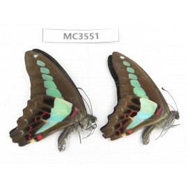 Graphium sarpedon. China, Guizhou, Qiandongnan, Rongjiang county. 2M. MC3551.