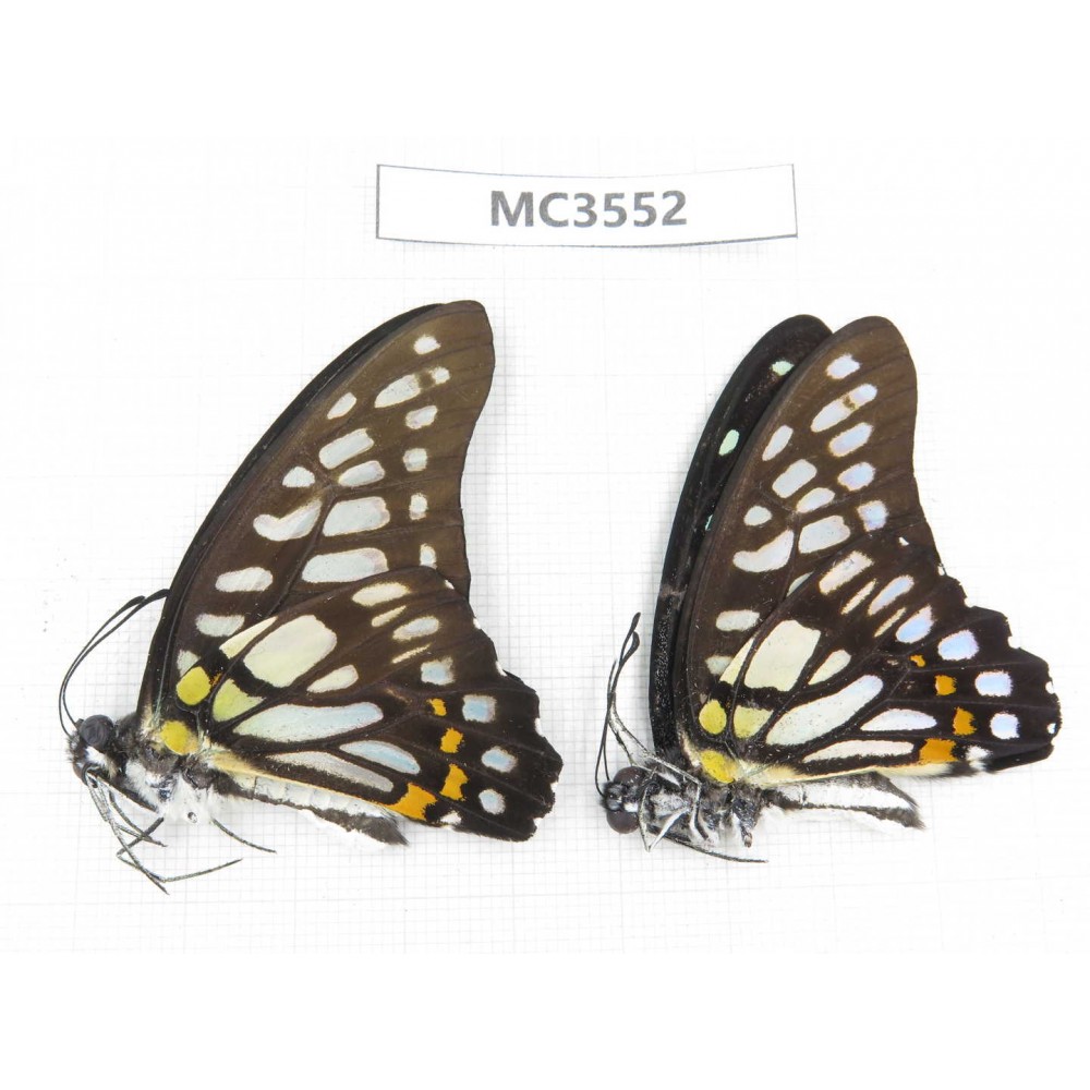 Graphium chironides. China, Guizhou, Qiandongnan, Rongjiang county. 2M. MC3552.