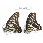Graphium chironides. China, Guizhou, Qiandongnan, Rongjiang county. 2M. MC3552.