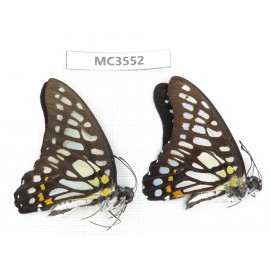 Graphium chironides. China, Guizhou, Qiandongnan, Rongjiang county. 2M. MC3552.
