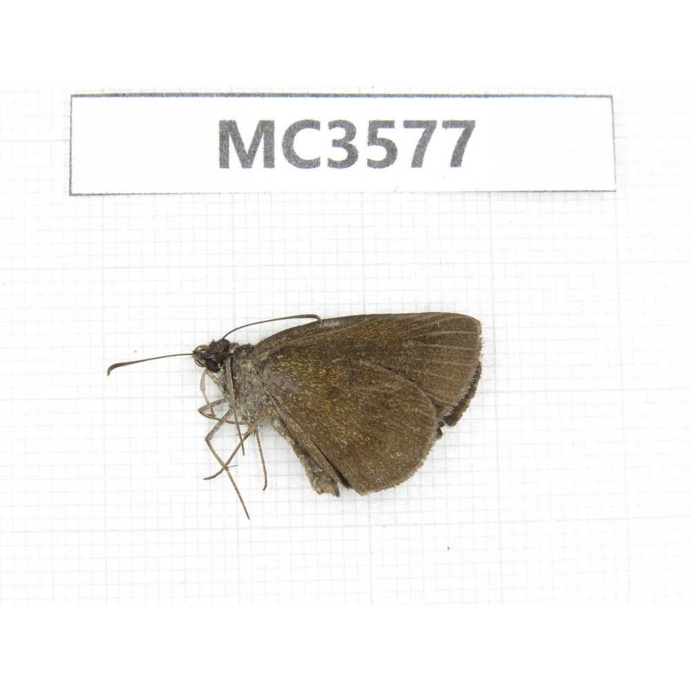 Erynnis pelias. China, Guizhou, Qiandongnan area, Rongjiang county. 1M. MC3577.
