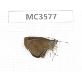 Erynnis pelias. China, Guizhou, Qiandongnan area, Rongjiang county. 1M. MC3577.