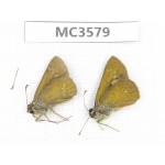 Hesperidae sp. China, Guizhou, Qiandongnan area, Rongjiang county. 2M. MC3579.