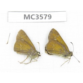 Hesperidae sp. China, Guizhou, Qiandongnan area, Rongjiang county. 2M. MC3579.