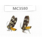 Day flying moths sp. China, Guizhou, Qiandongnan area, Rongjiang county. 2Pcs. MC3580.