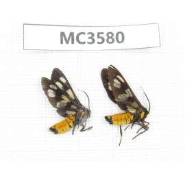 Day flying moths sp. China, Guizhou, Qiandongnan area, Rongjiang county. 2Pcs. MC3580.