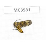Day flying moths sp. China, Guizhou, Qiandongnan area, Rongjiang county. 1Pcs. MC3581.