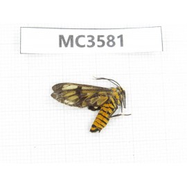 Day flying moths sp. China, Guizhou, Qiandongnan area, Rongjiang county. 1Pcs. MC3581.
