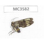 Day flying moths sp. China, Guizhou, Qiandongnan area, Rongjiang county. 1Pcs. MC3582.