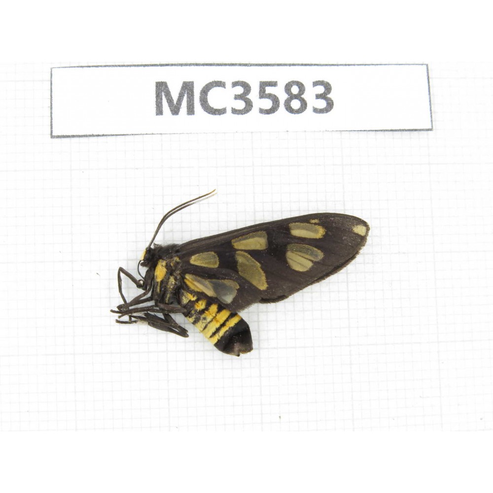 Day flying moths sp. China, Guizhou, Qiandongnan area, Rongjiang county. 1Pcs. MC3583.