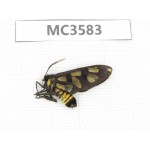 Day flying moths sp. China, Guizhou, Qiandongnan area, Rongjiang county. 1Pcs. MC3583.