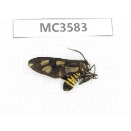 Day flying moths sp. China, Guizhou, Qiandongnan area, Rongjiang county. 1Pcs. MC3583.