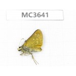 Thymelicus sp. China, Inner Mongolia, Hulunbeier, Mt.Daxinganling. 1M. MC3641.