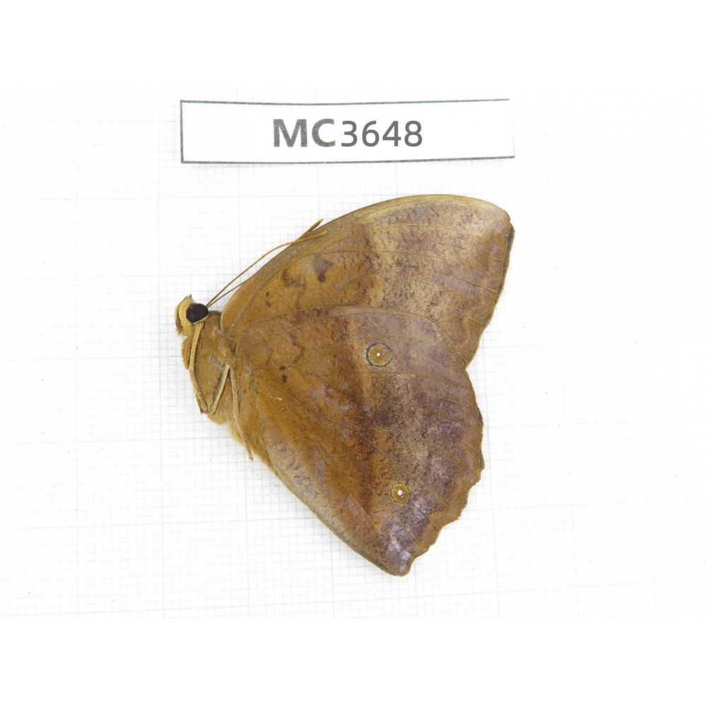 Discophora sondaica. China, Guangxi, Guilin. 1M. MC3648.
