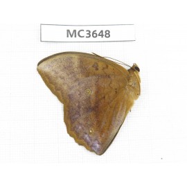 Discophora sondaica. China, Guangxi, Guilin. 1M. MC3648.