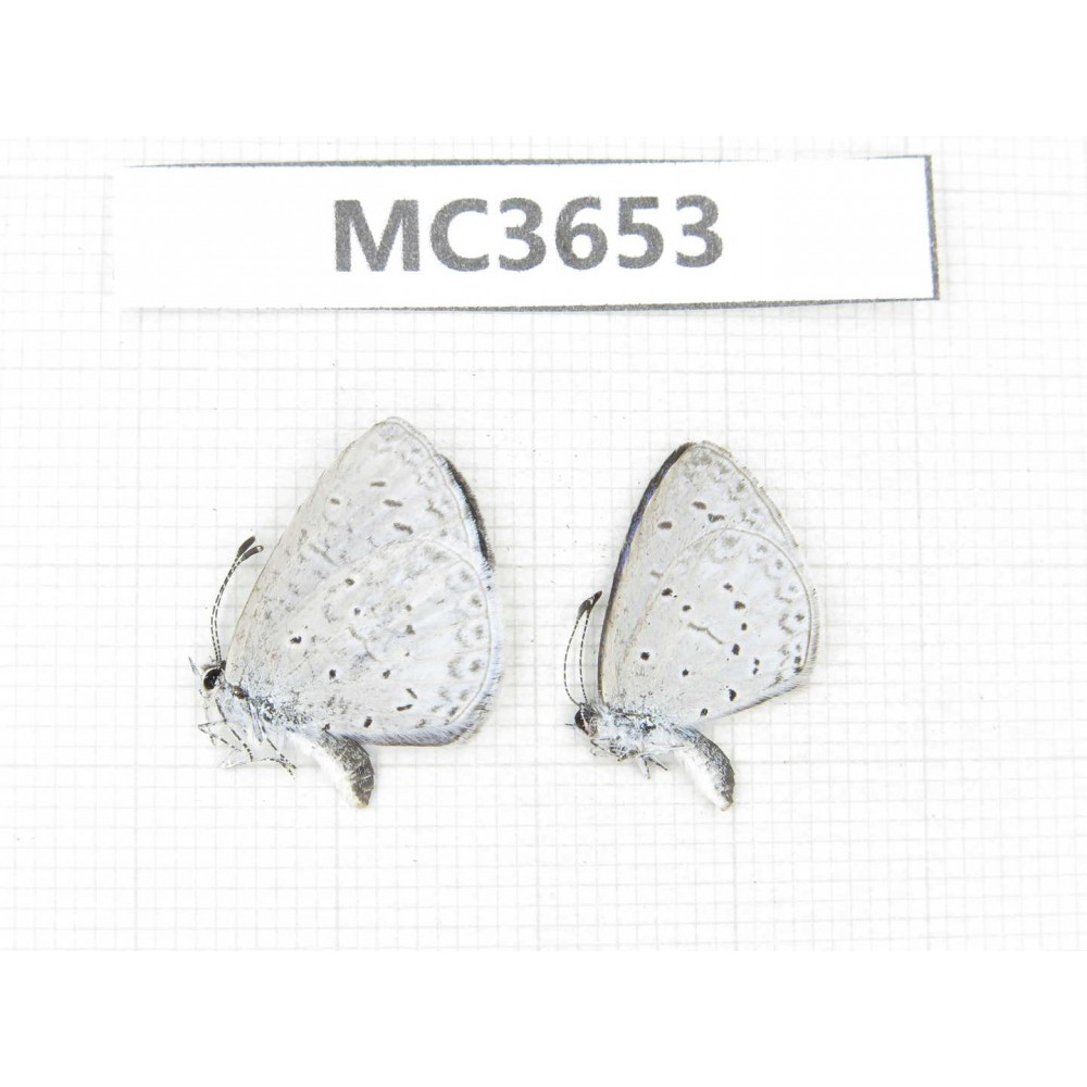 Celastrina sp. China, NW of Yunnan, Xiangerila, Mt.Meilixueshan. 2M. MC3653.