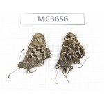 Lobocla proxima & Lobocla germana. China, Yunnan, Xiangerila, Mt.Meilixueshan. 2M. MC3656.