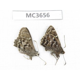 Lobocla proxima & Lobocla germana. China, Yunnan, Xiangerila, Mt.Meilixueshan. 2M. MC3656.