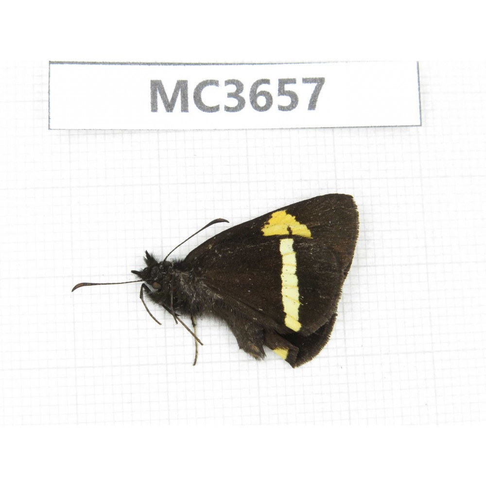 Barca bicolor. China, Yunnan, Xiangerila, Mt.Meilixueshan. 1M. MC3657.
