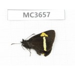 Barca bicolor. China, Yunnan, Xiangerila, Mt.Meilixueshan. 1M. MC3657.