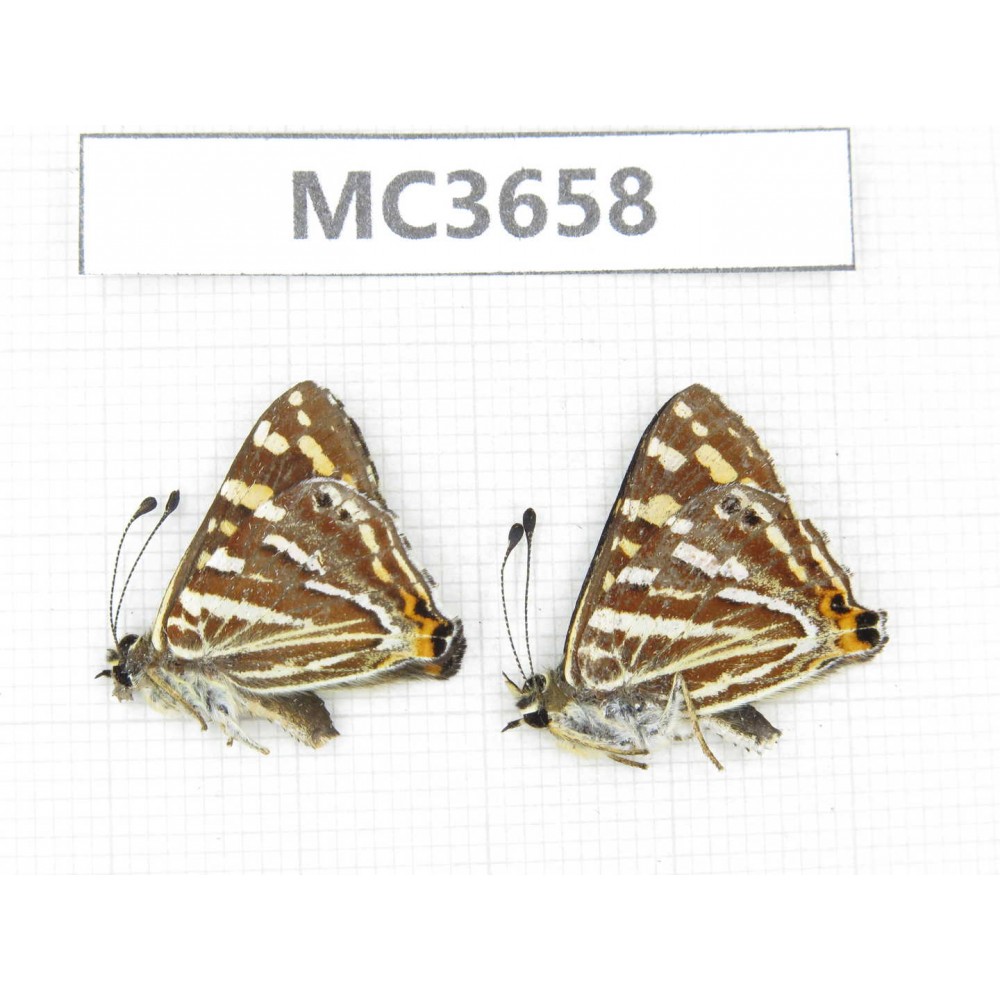 Dodona durga. China, Yunnan, Xiangerila, Mt.Meilixueshan. 2M. MC3658.